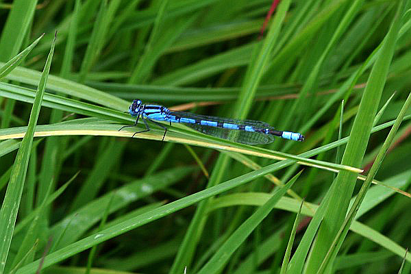 01 Damselfly.jpg